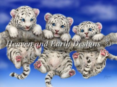 White Tiger Triplets - Click Image to Close